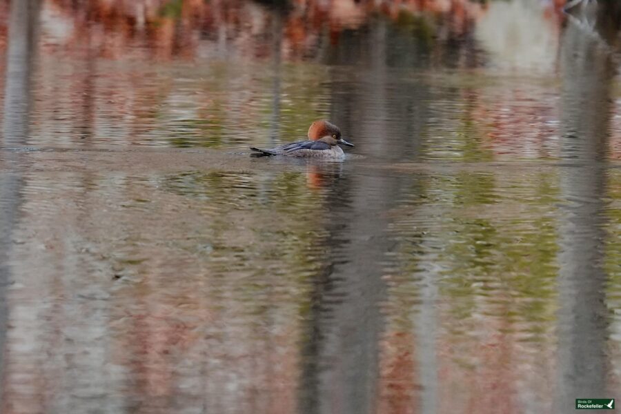 A duck is swimming in a body of water.