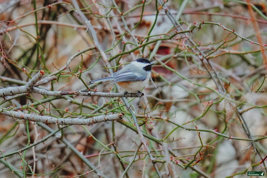 A chickadee perched on a branch in the woods.