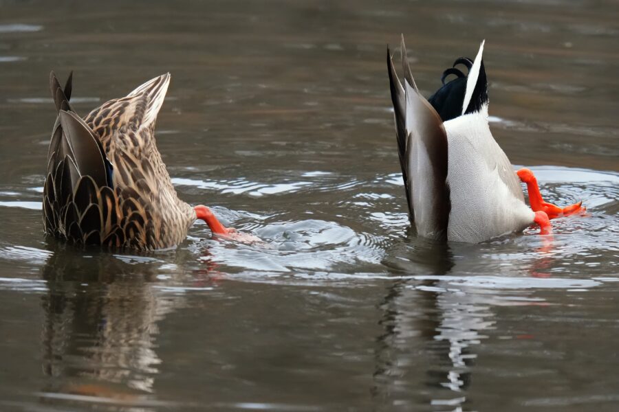 Two ducks with their feet in the water.