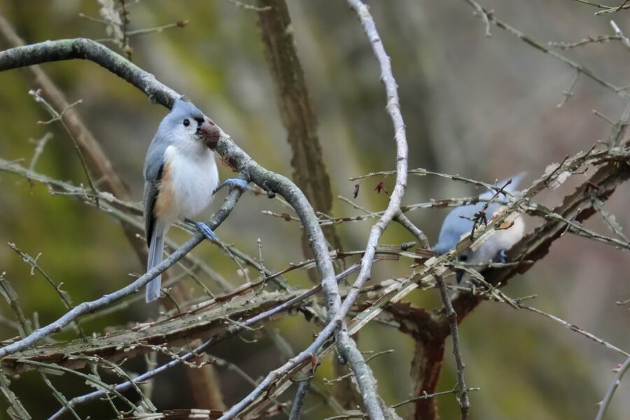 Two birds perched on a branch in the woods.