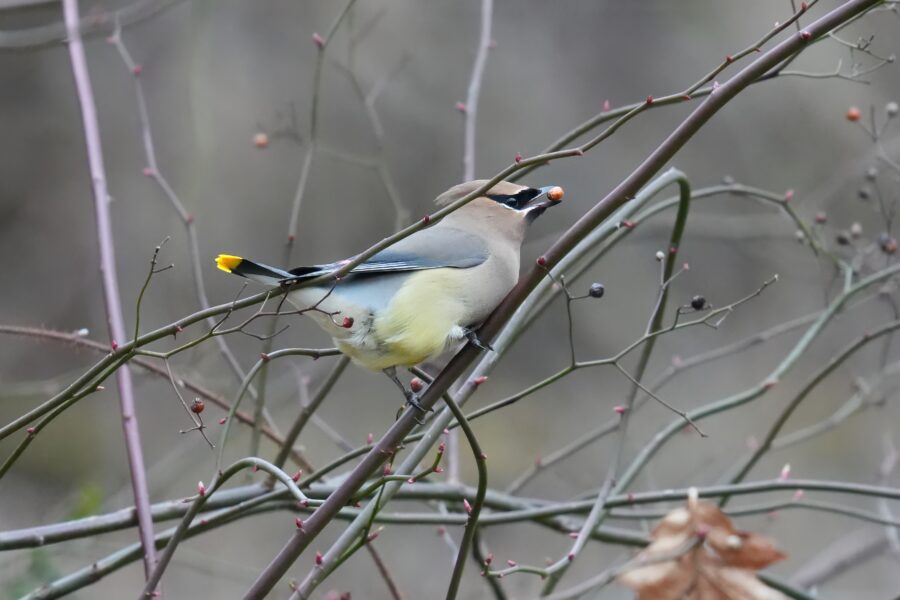 A bird is perched on a branch with twigs.