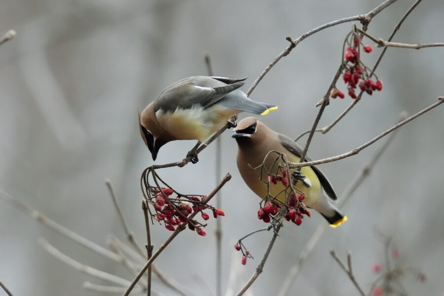 Two birds perched on a branch with red berries.