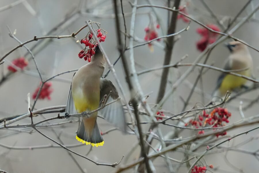 Two birds are eating red berries from a tree.