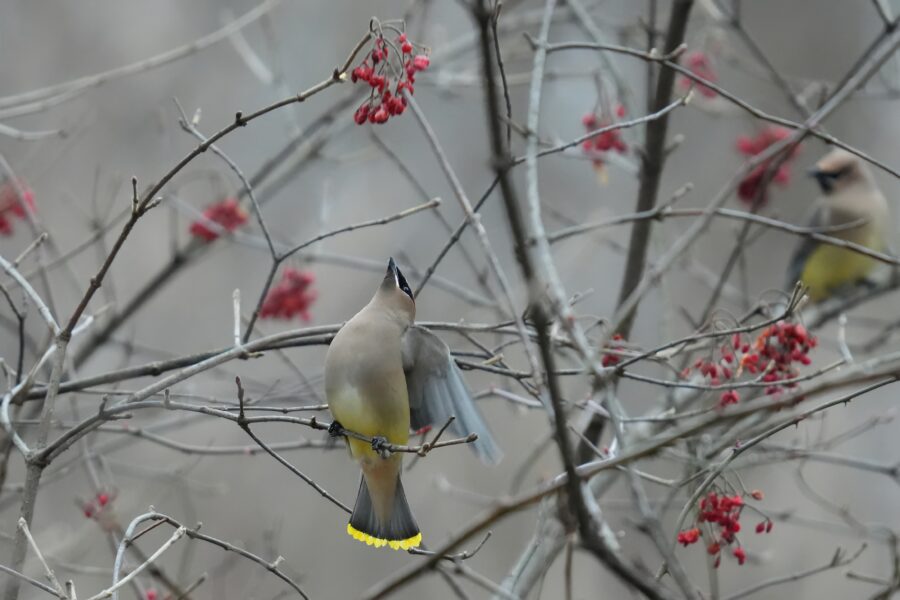 Two birds perched on a branch with red berries.