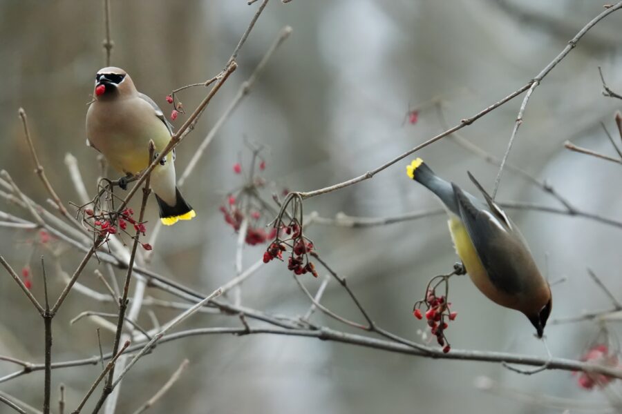 Two birds perched on a branch with berries.