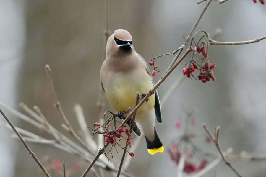 A bird is perched on a branch with red berries.