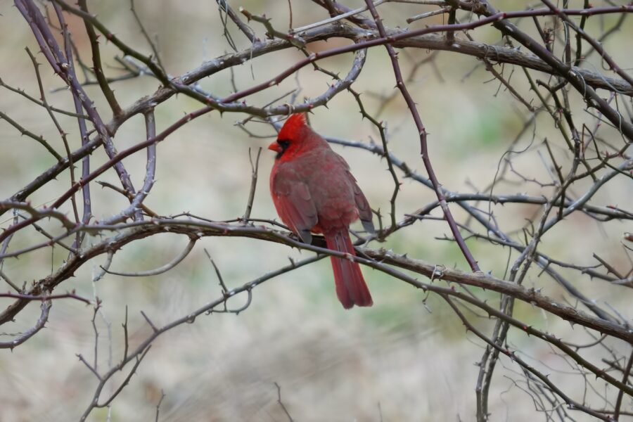 A red cardinal perched on a branch.