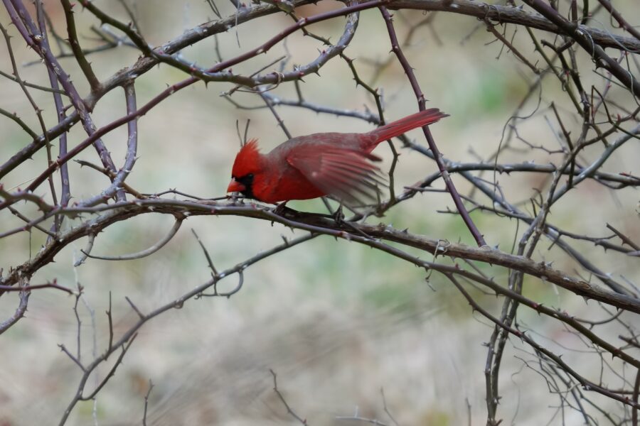 A red cardinal perched on a branch.