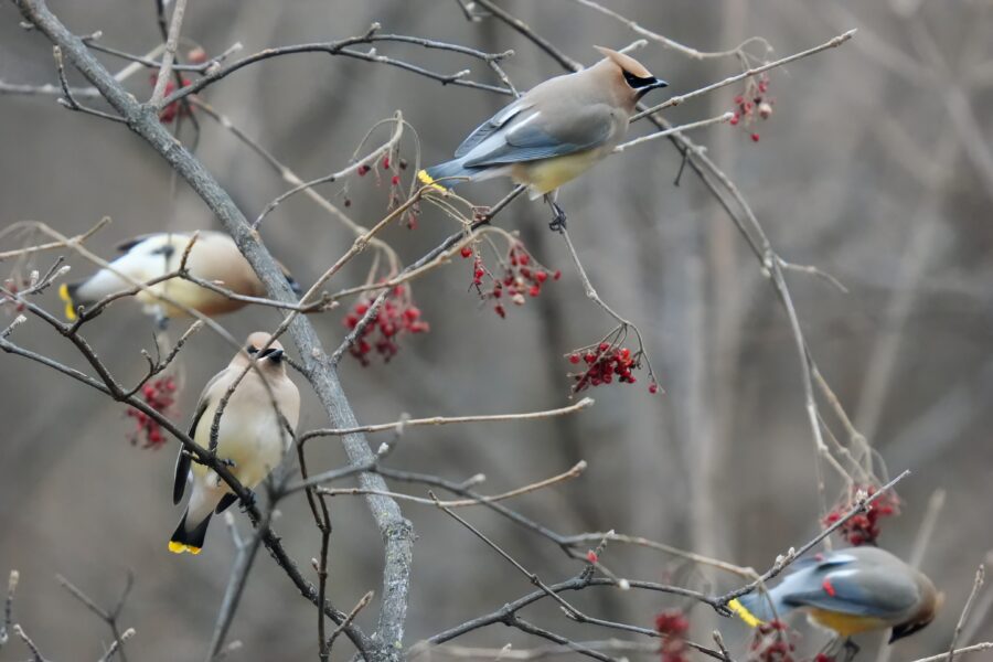 A group of birds perched on a branch with berries.