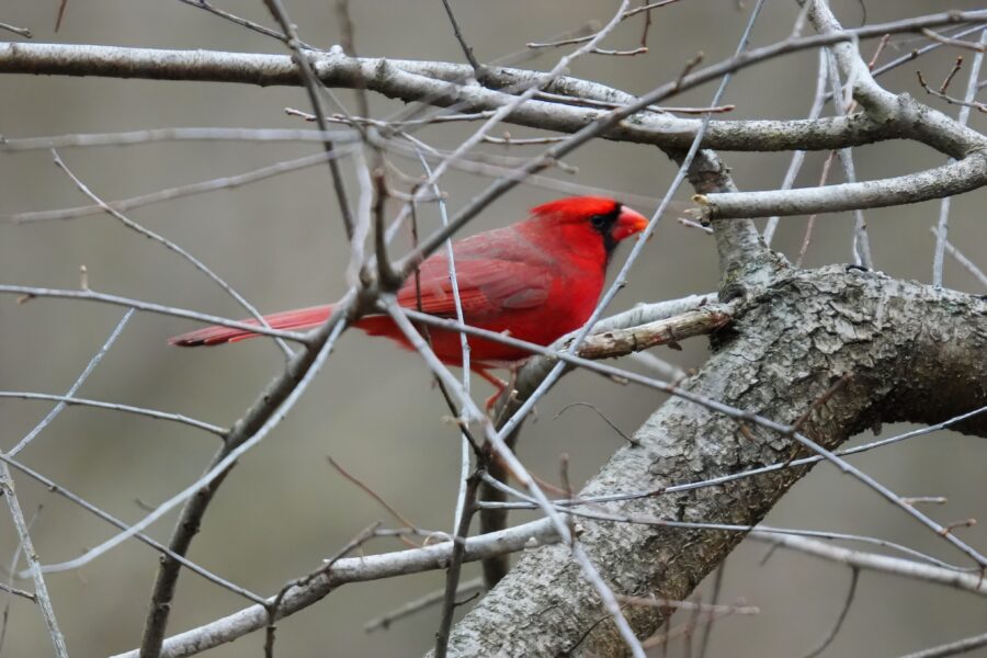 A red cardinal perched on a tree branch.