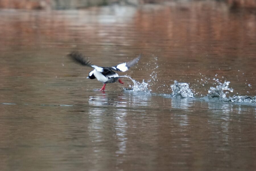 A black and white bird is taking a dive into the water.