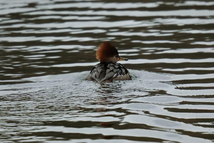 A duck swimming in a body of water.