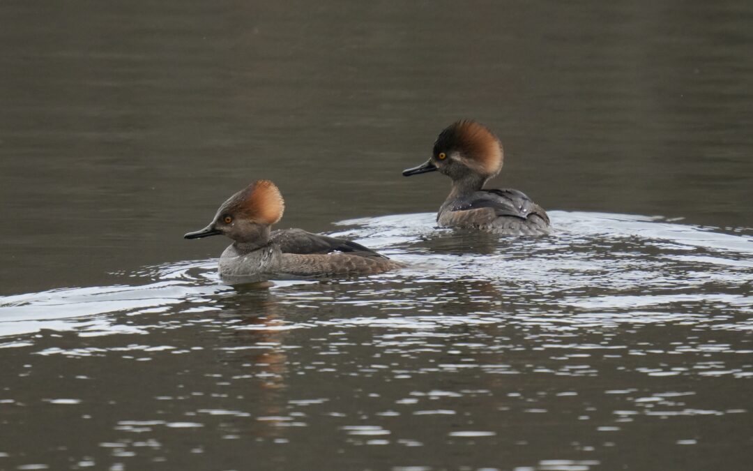 Hooded Merganser Duck – Rockefeller State Park Preserve