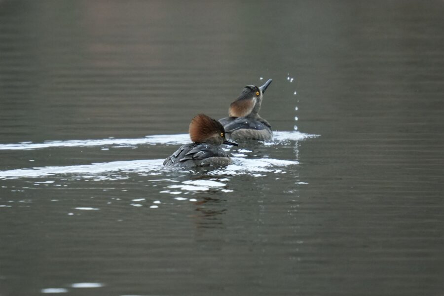 Two ducks swimming in a body of water.