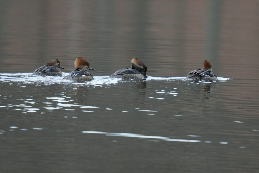 A group of ducks swimming in a body of water.