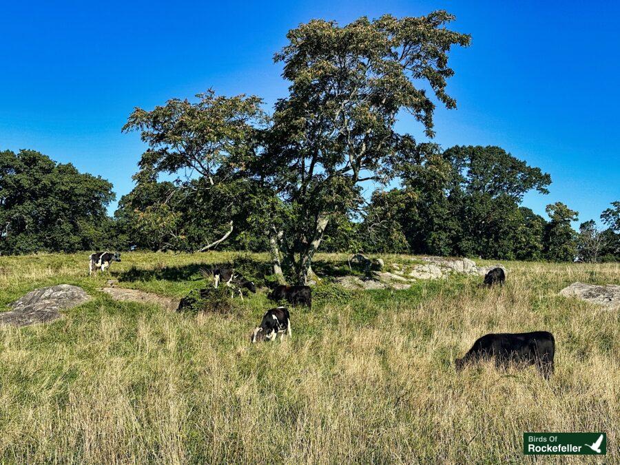 A group of cows grazing in a field.