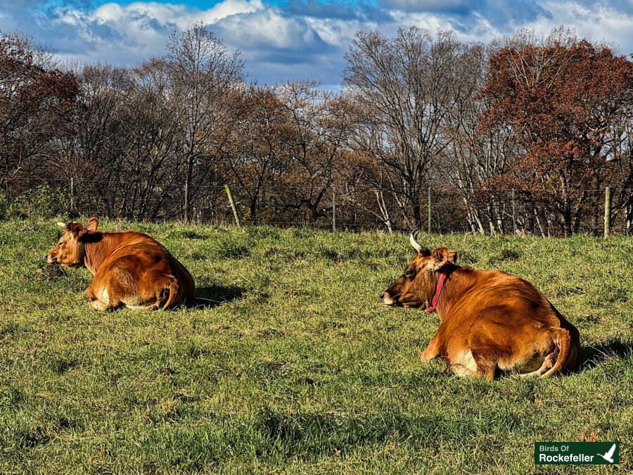 Two brown cows laying in a grassy field.