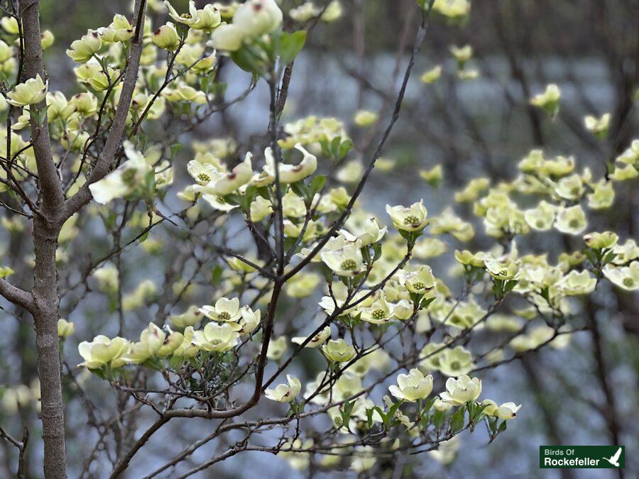 A dogwood tree with white flowers near a body of water.