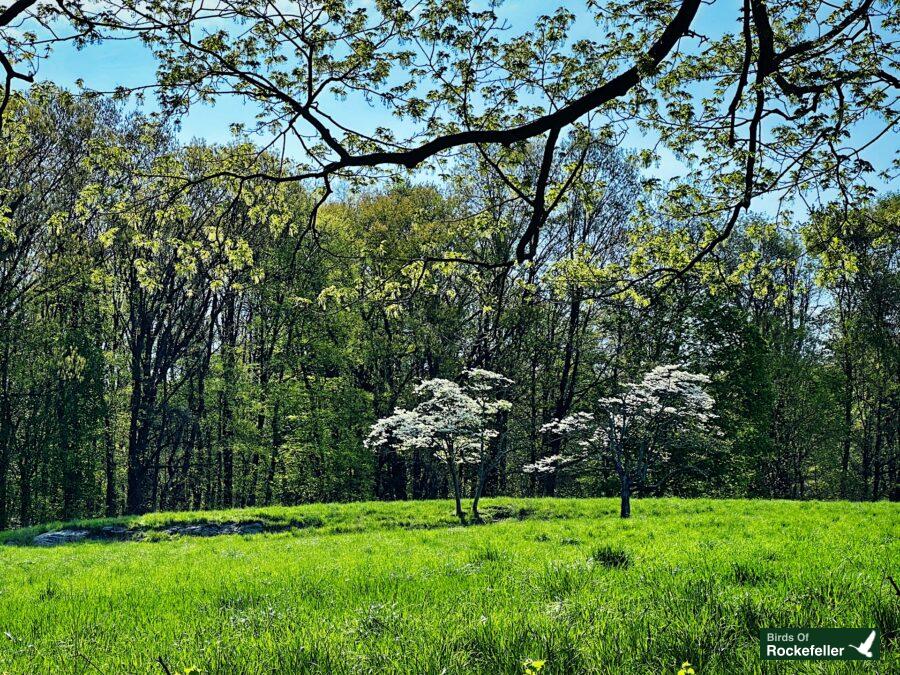 A grassy field with trees and flowers.