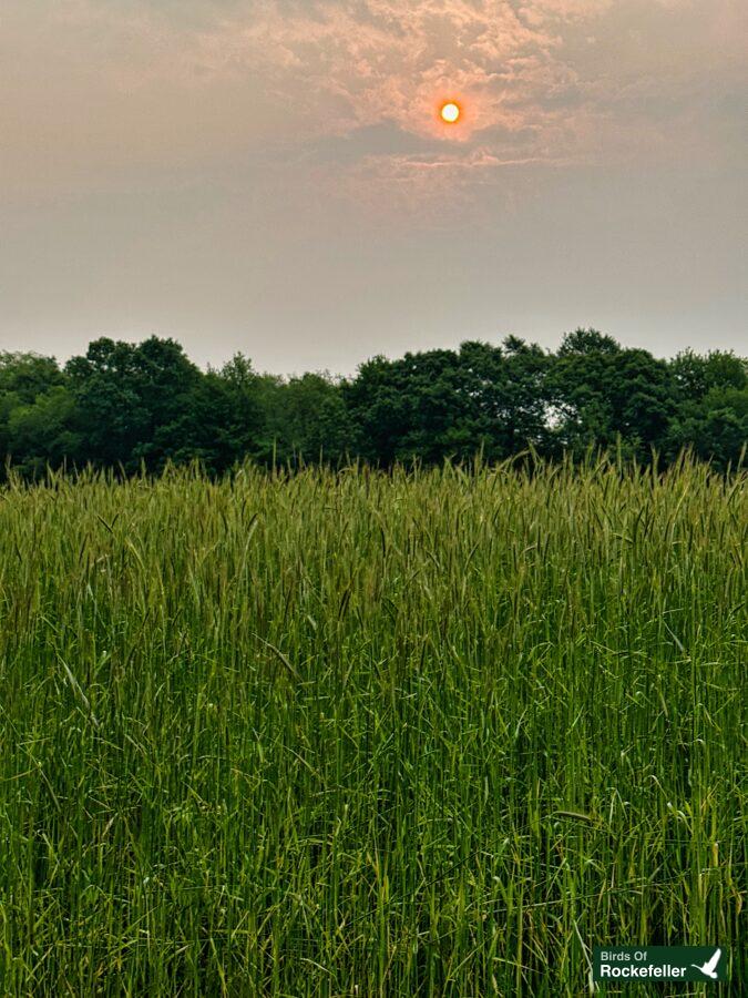 The sun is setting over a field of tall grass.