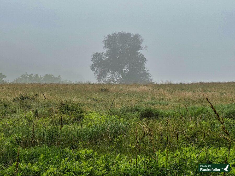 A lone tree in a grassy field on a foggy day.