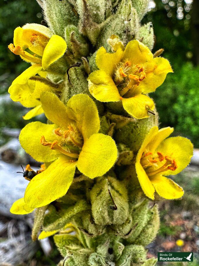 A yellow flower with a bee on it.