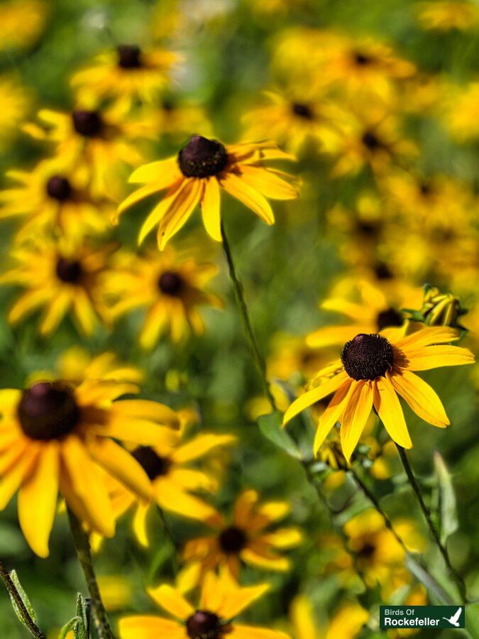 Black eyed susan.