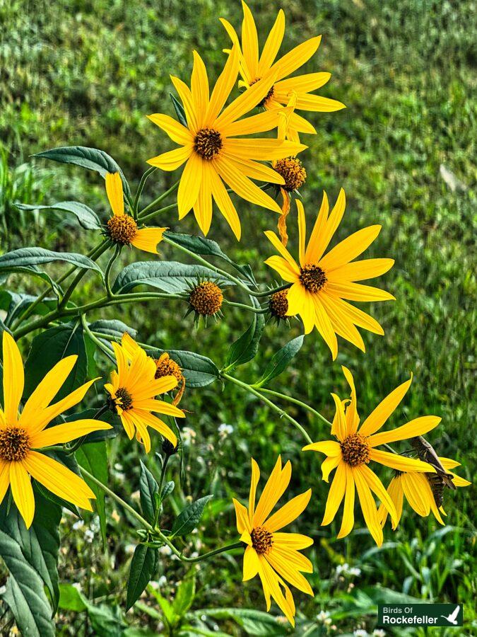 A group of yellow flowers in a grassy field.