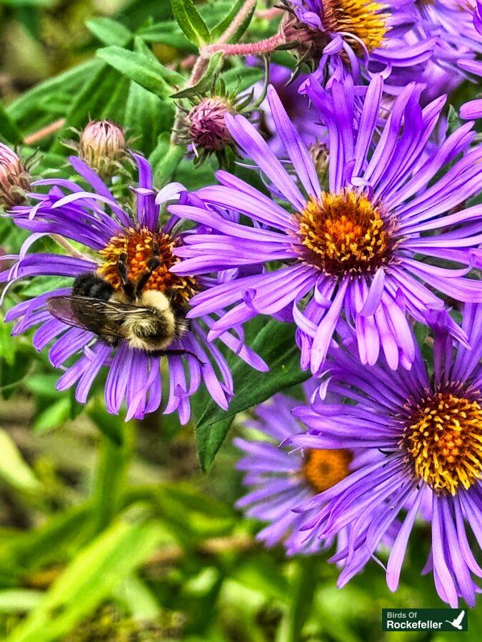 Purple flowers with a bee on them.