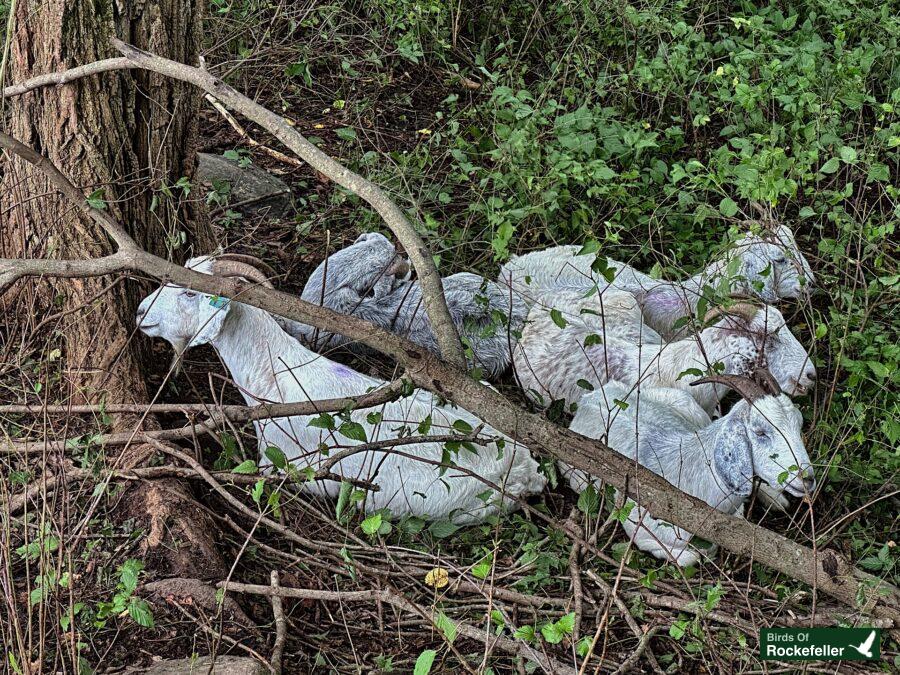 A group of plastic goats in a wooded area.