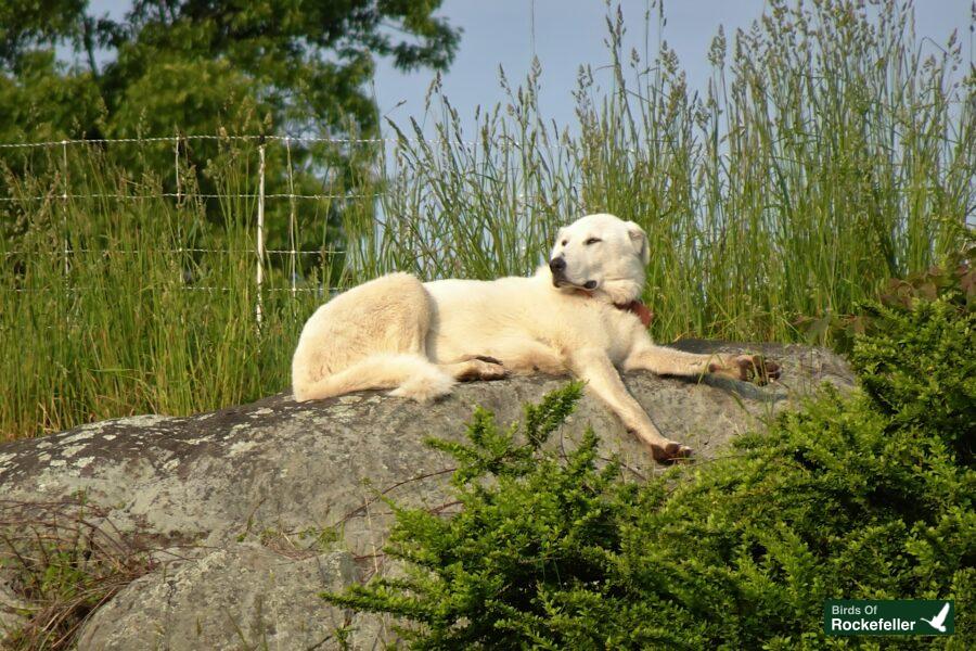 A white dog laying on top of a rock.