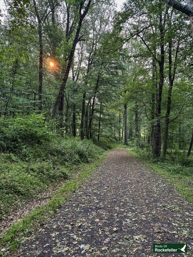 A path through a wooded area with trees in the background.