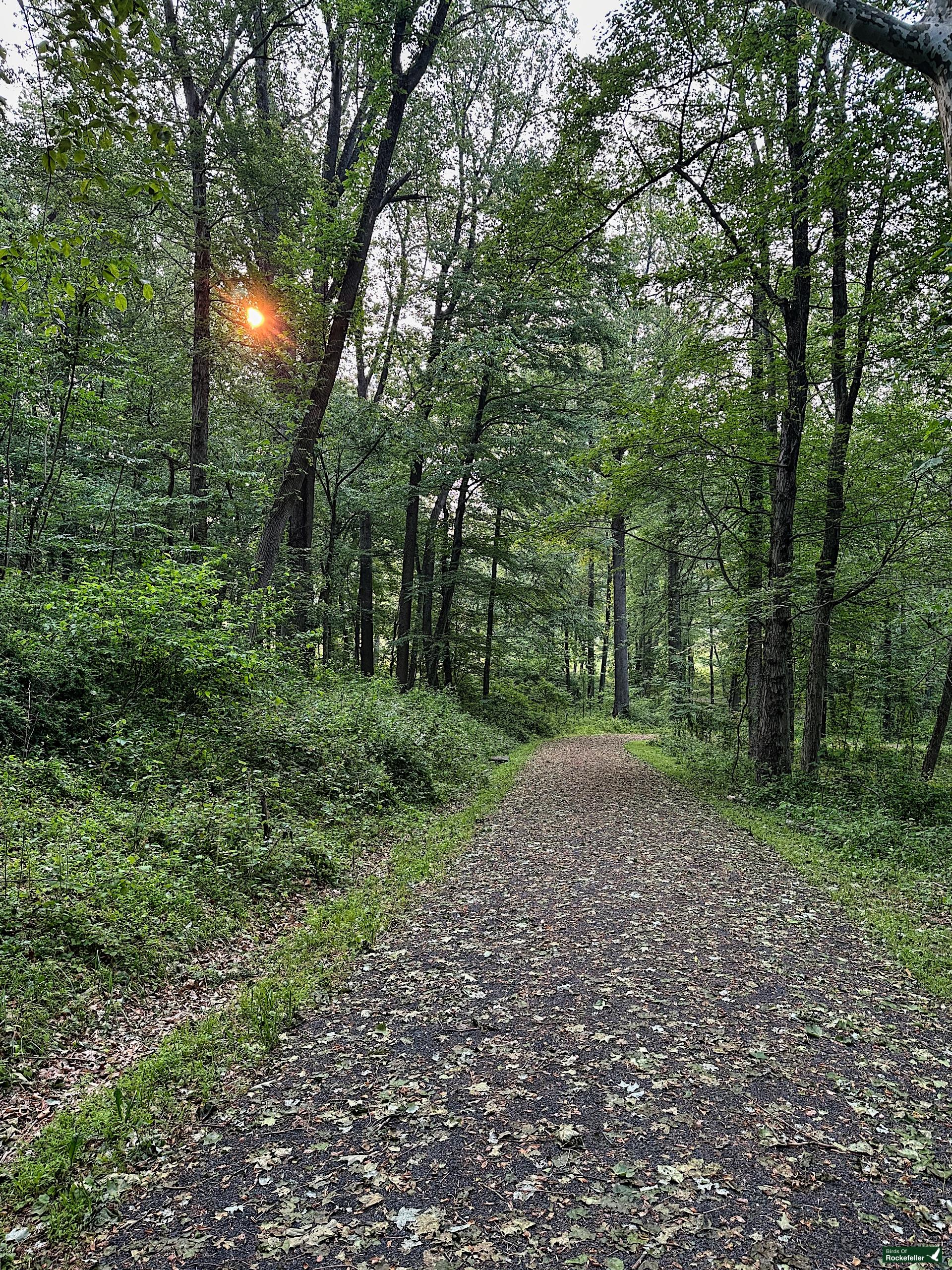 A path through a wooded area with trees in the background.
