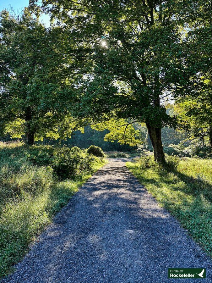 A dirt road in the middle of a grassy field.