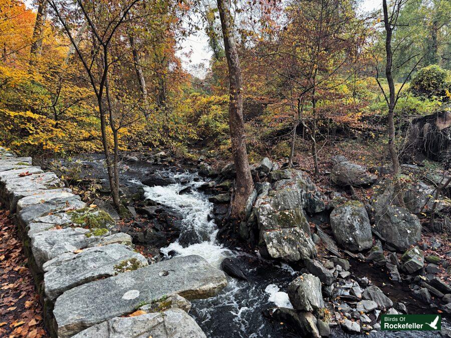 A stream running through a wooded area.