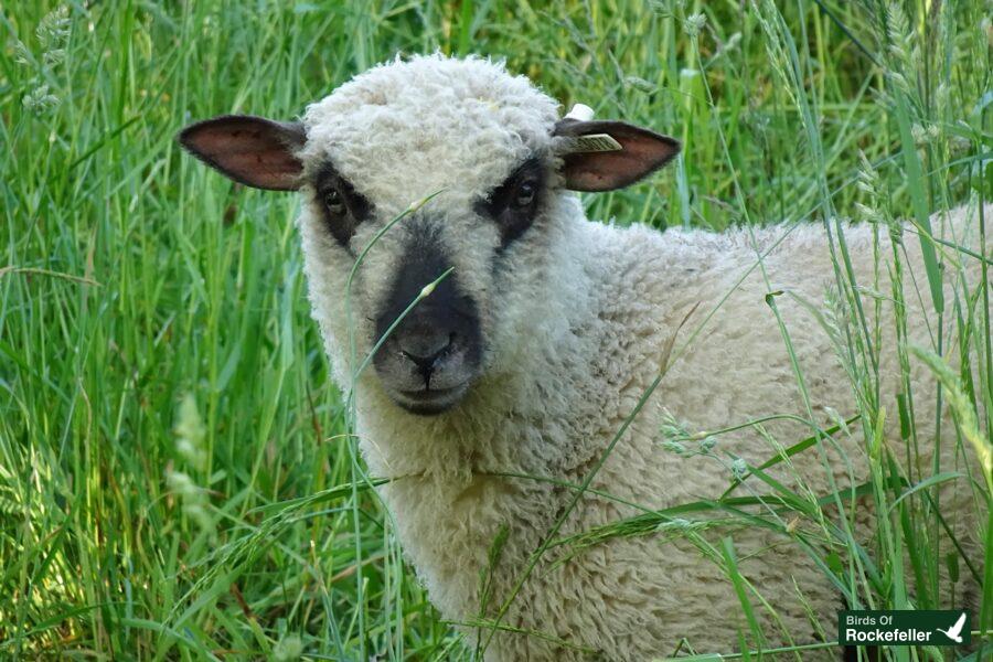 A sheep is standing in a field of tall grass.