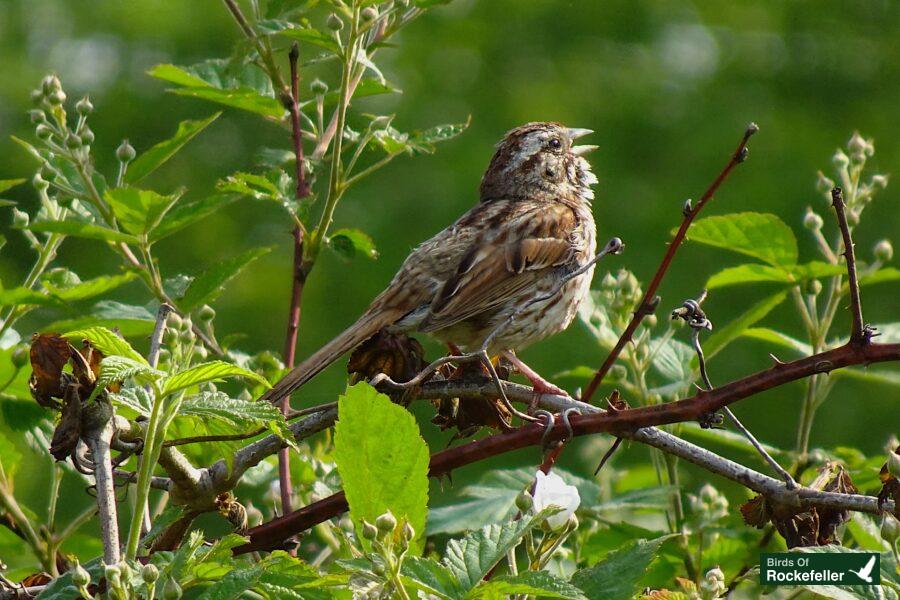 A bird is sitting on a branch.