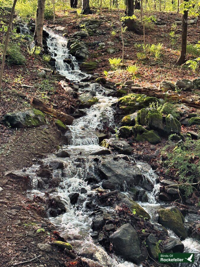 A stream running through a wooded area.