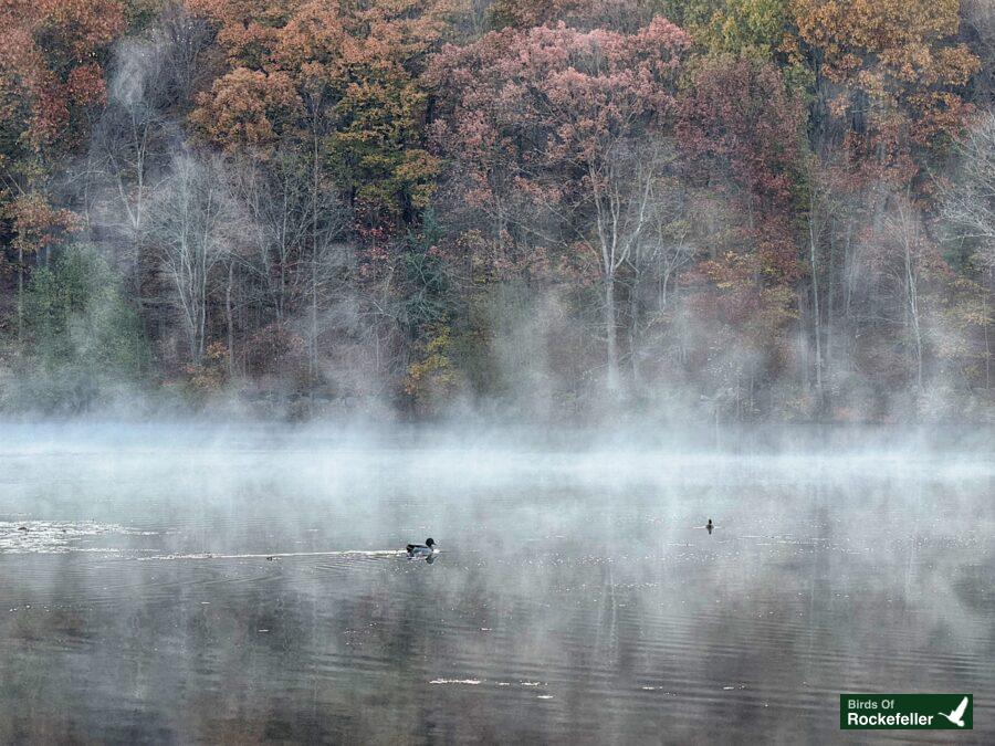 A group of ducks in a misty lake with trees in the background.