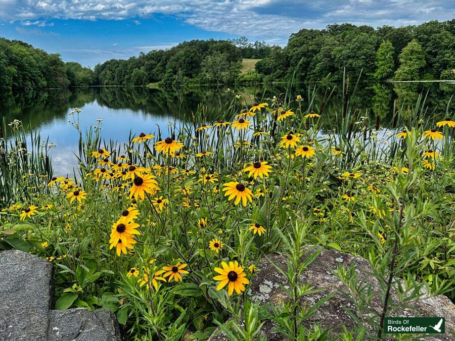 Black eyed susan flowers by the pond.