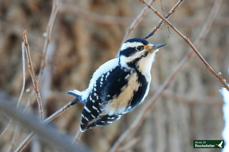 A black and white woodpecker perched on a branch.