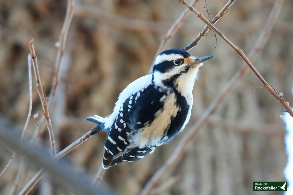 A black and white woodpecker perched on a branch.