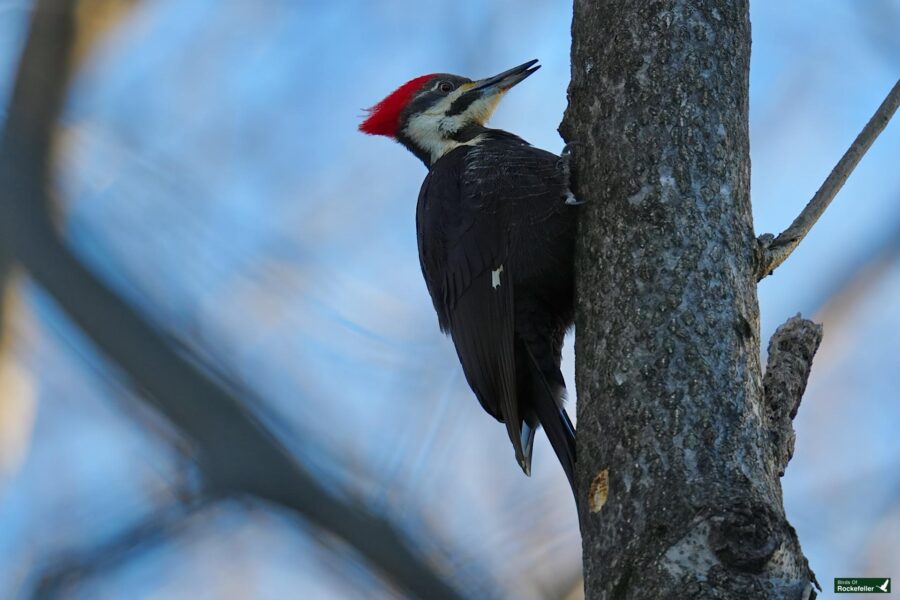 A red and black woodpecker perched on a tree.