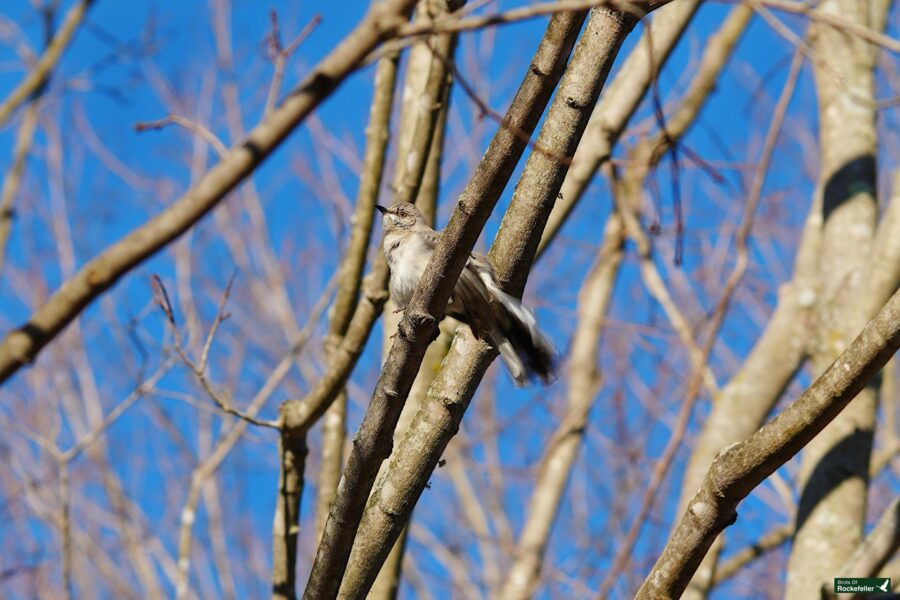 A bird perched on a branch with no leaves.