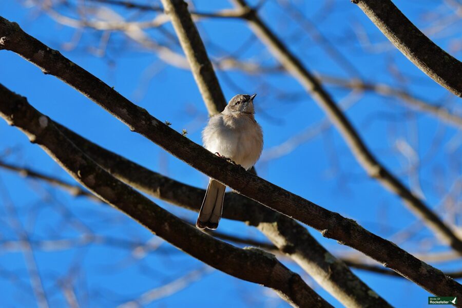 A bird perched on a tree branch.