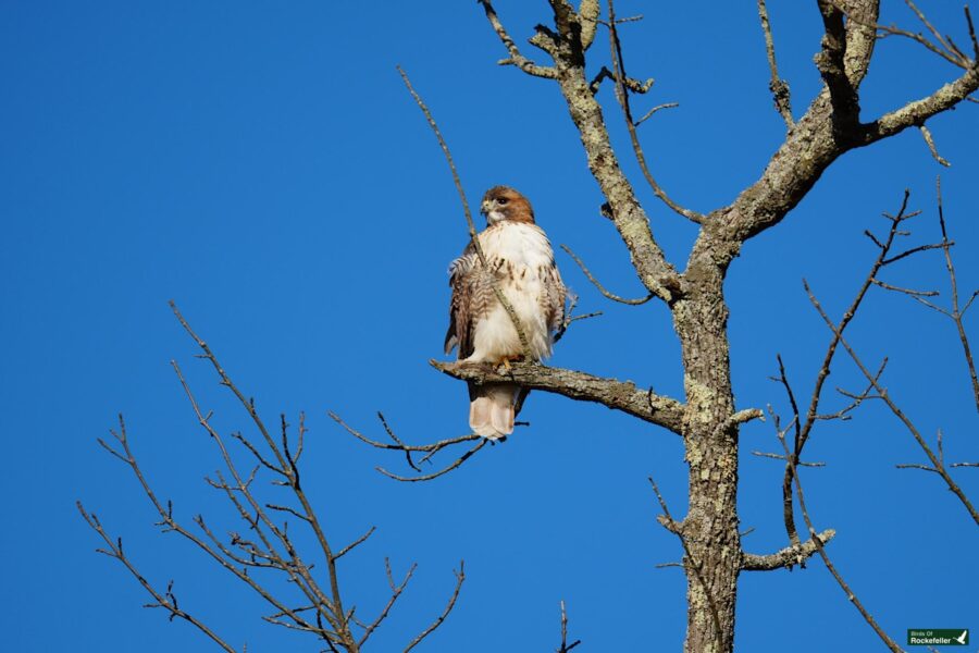 A red tailed hawk perched in a tree.