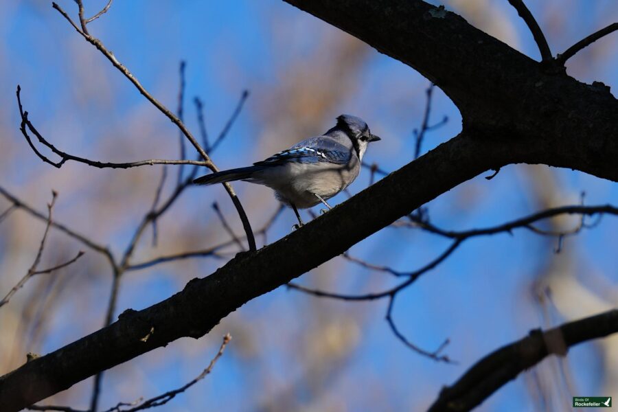 A blue jay perched on a tree branch.