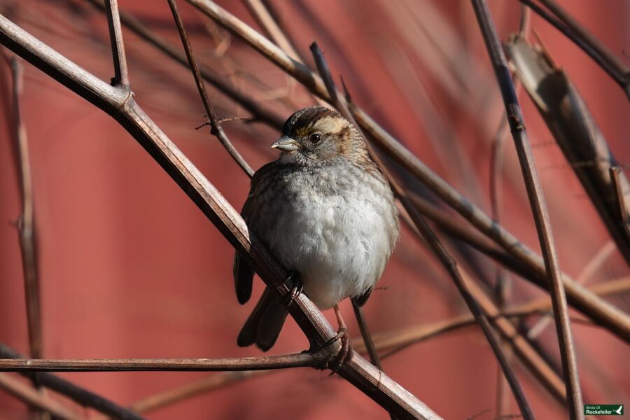 A bird is sitting on a branch near a red building.