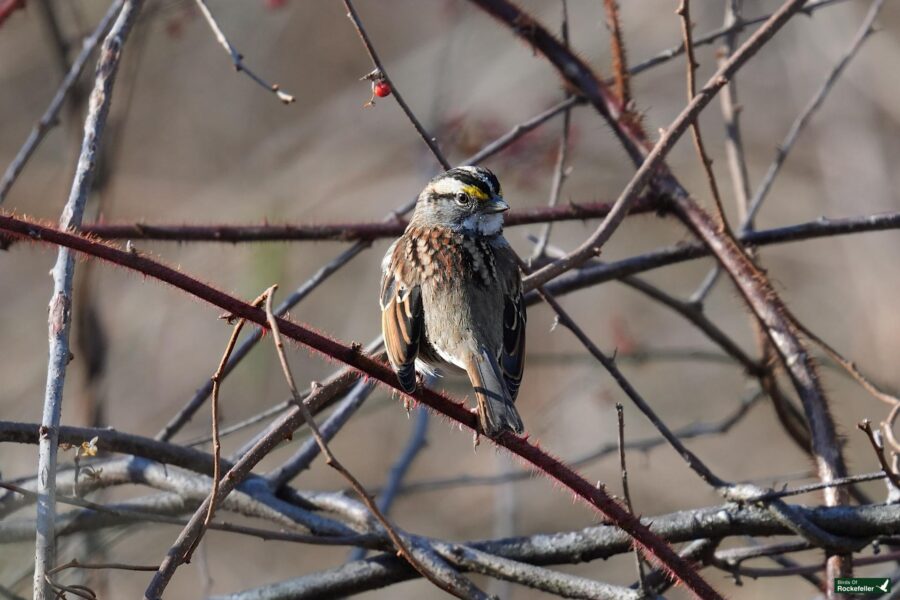 A small bird perched on a branch with berries.