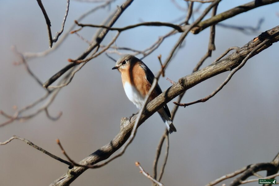 A small bird is sitting on a tree branch.